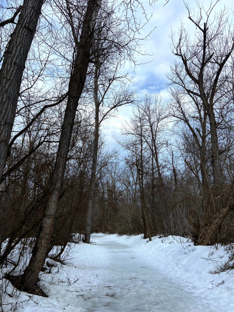 a snowy trail in the woods