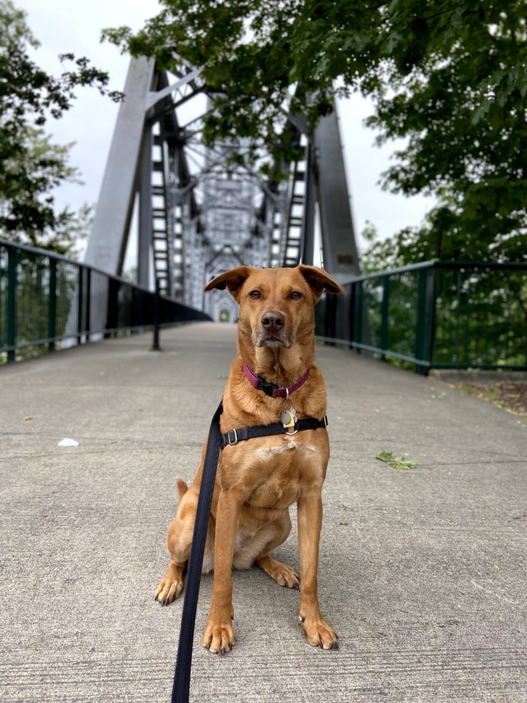 dog in front of riverfront city park