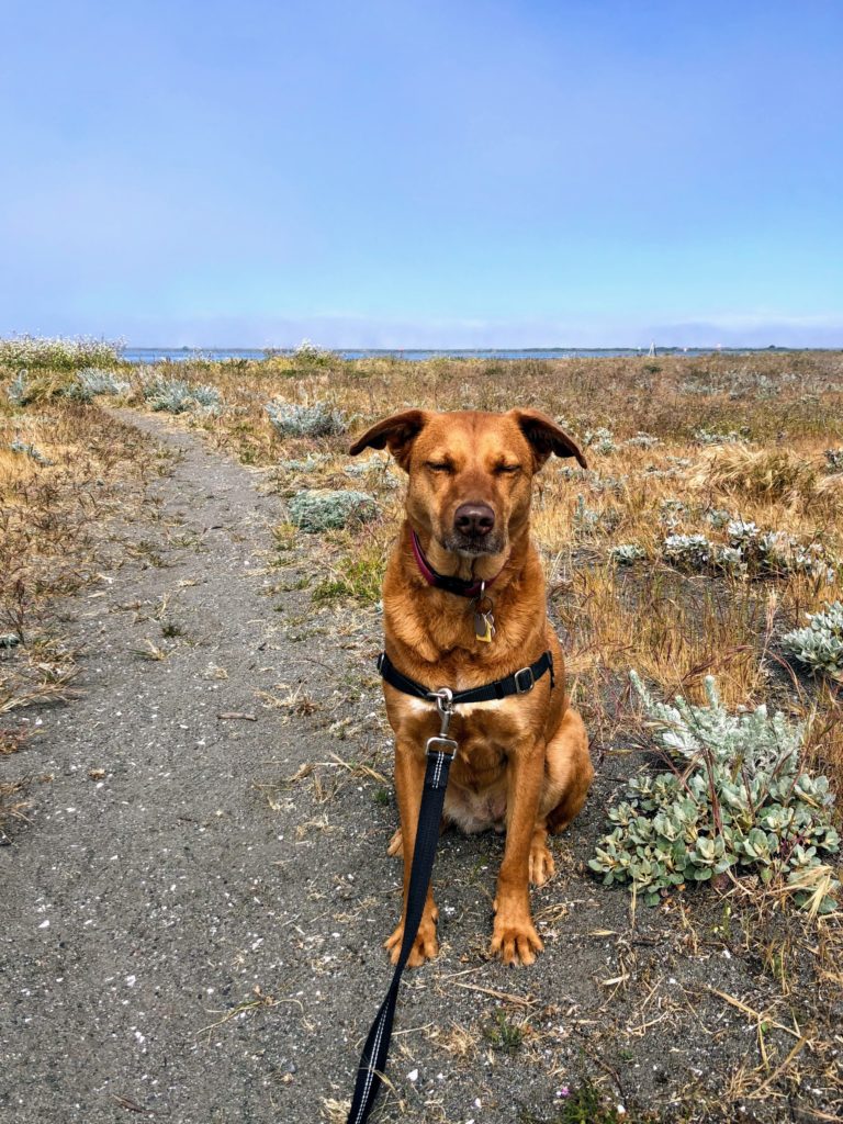 King Salmon Beach allows dogs to run off-leash