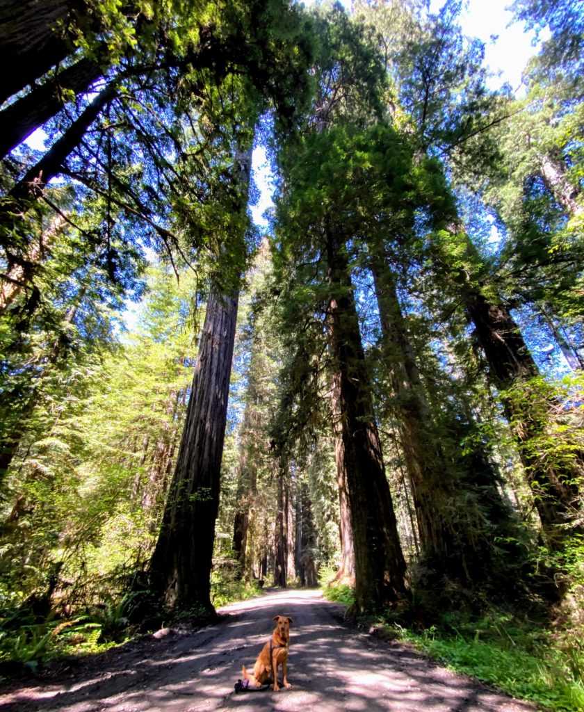 Walker Road Trail is a dog-friendly hike in Jedediah Smith Redwood State Park