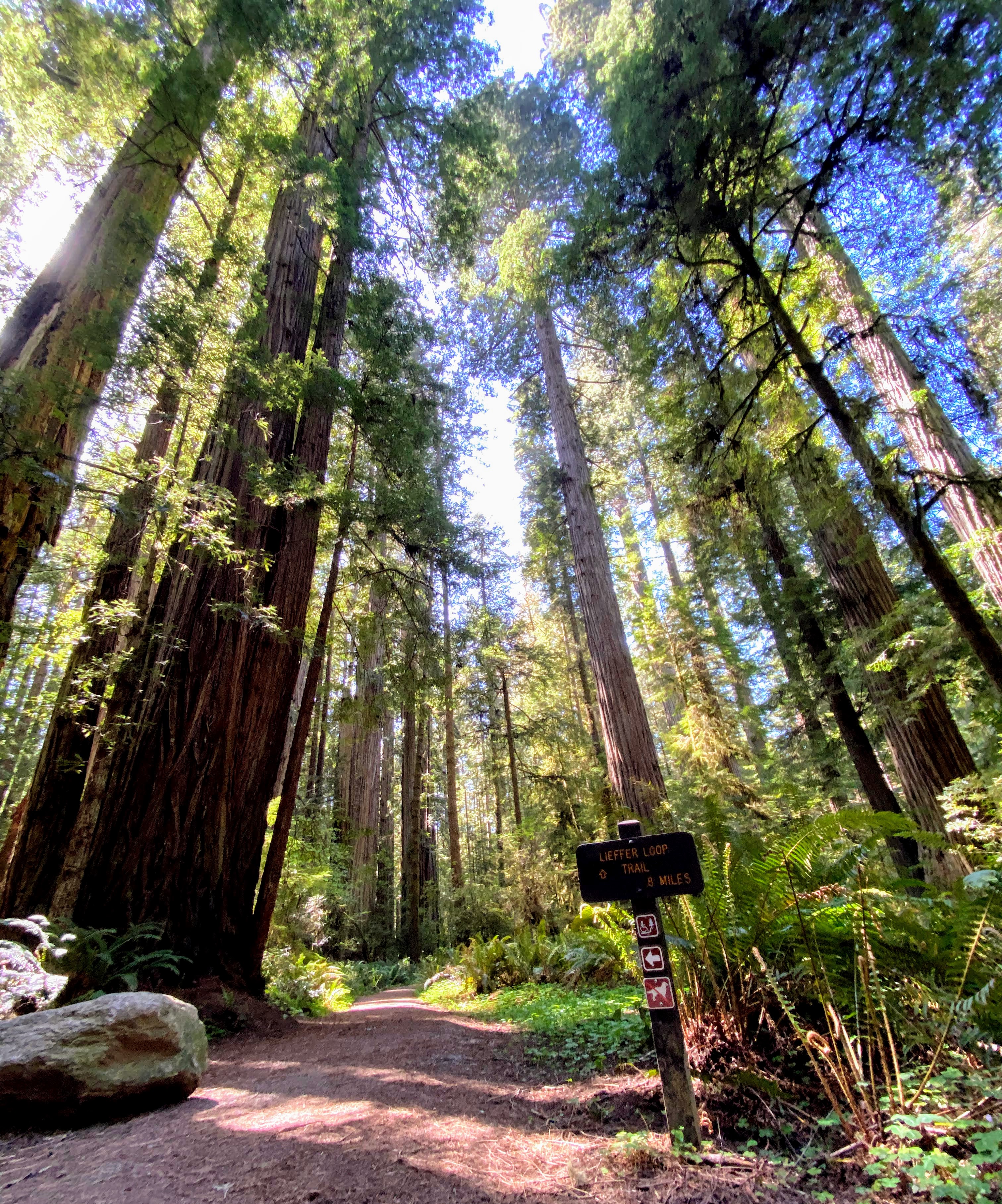 Walker Road Trail view of Redwood Trees