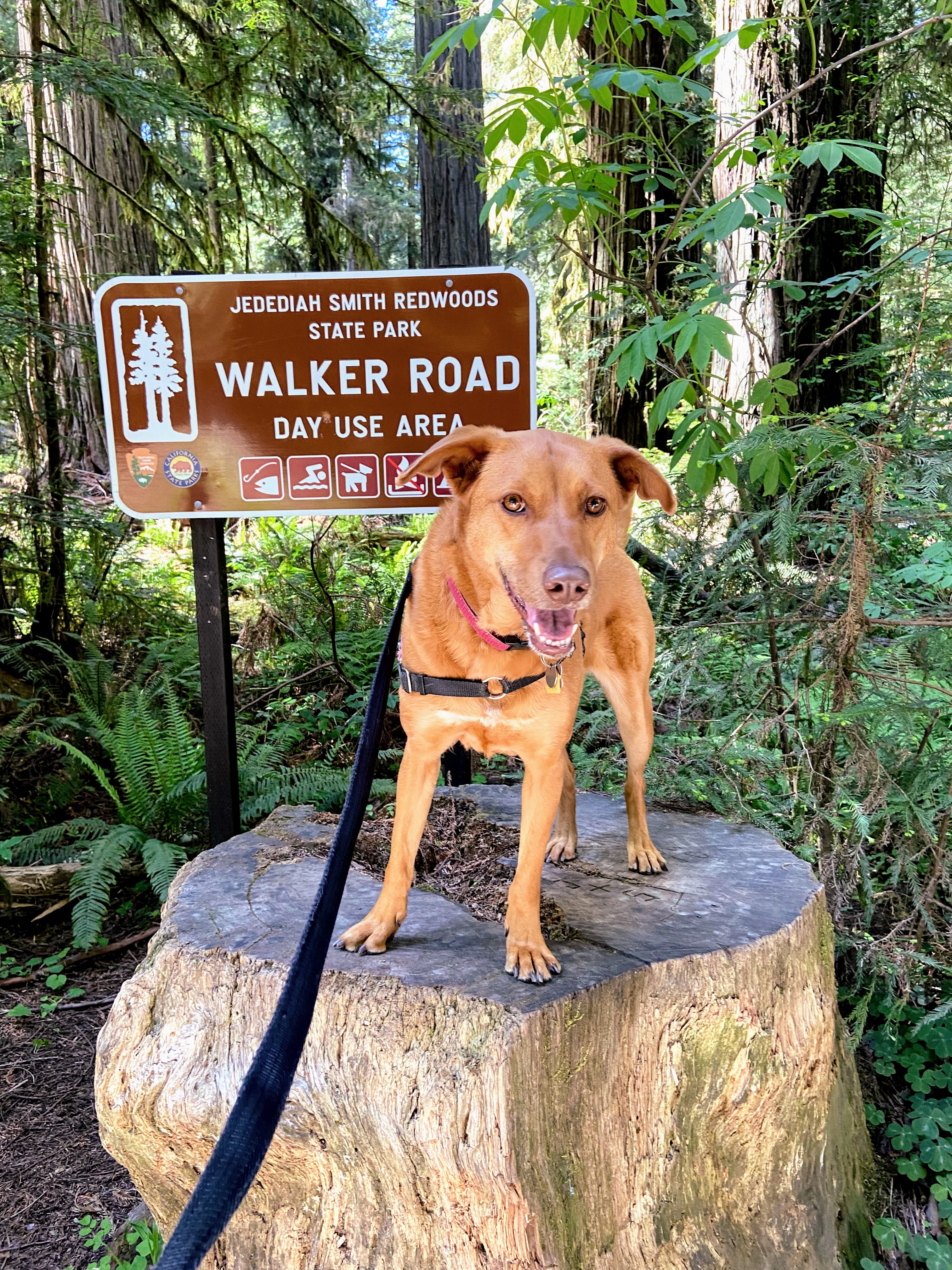 A dog sits in front of Walker Road Day Use sign at Jedediah Smith Redwoods State Park.