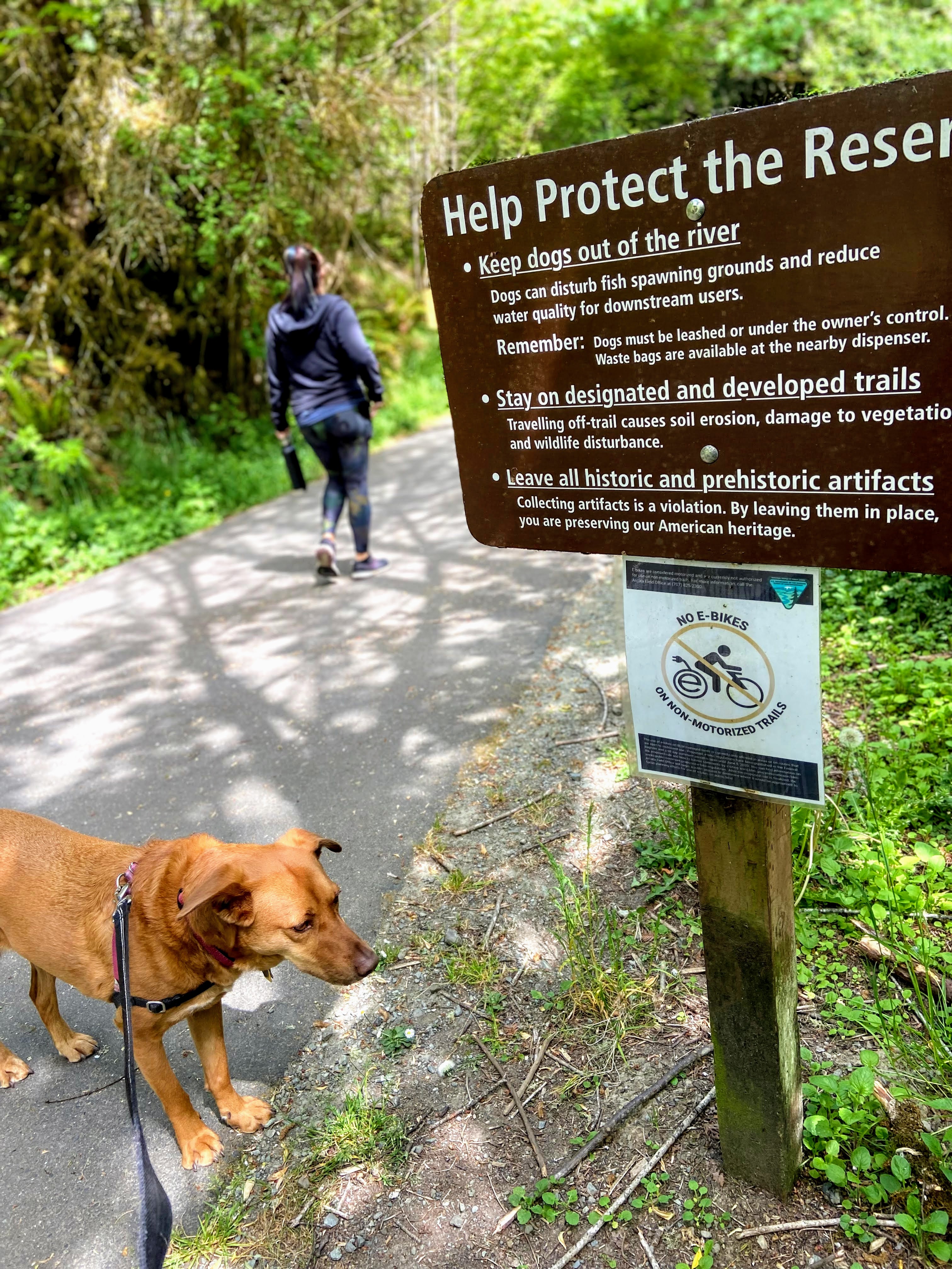 Elk River Corridor is a dog-friendly hike in Eureka, California with many redwood trees.
