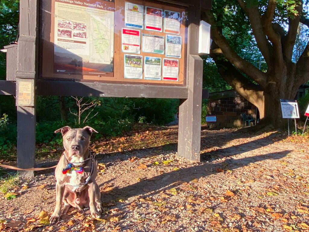 a gray pitbull wearing a rainbow bowtie sits politely in front of a large trailsign at Cuyahoga Valley National Park. the signboard has a number of notices posted on it. The ground has some leaves but the large tree in the background has full green leaves