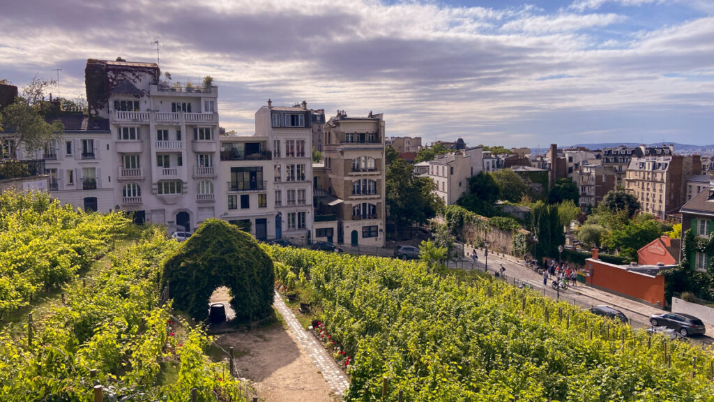 Image shows a small terraced vineyard with French buildings in the background