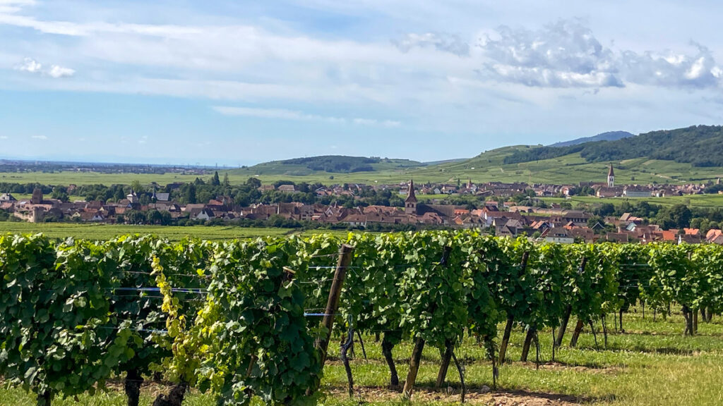 Rows of manicured vines stretch out on a sunny day.